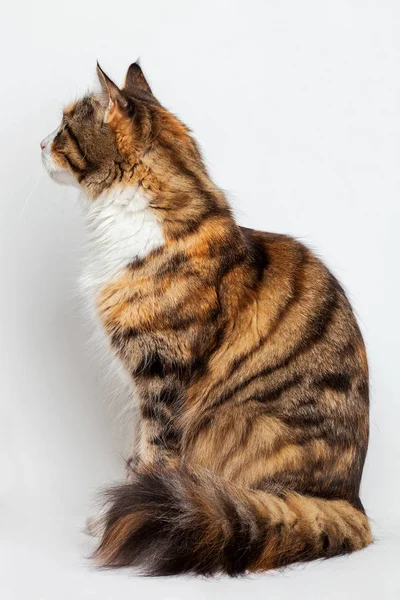 Magnifique portrait de profil Maine Coon sur fond blanc — Photo