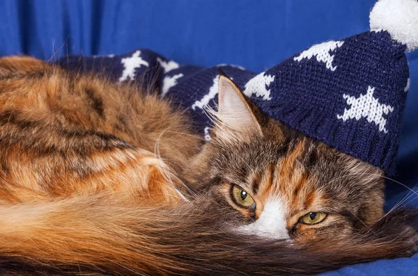 Precioso Maine Coon a punto de dormir con gorra azul de noche — Foto de Stock