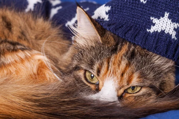 Lovely Maine Coon about to sleep wearing night cap closeup — Stock Photo, Image