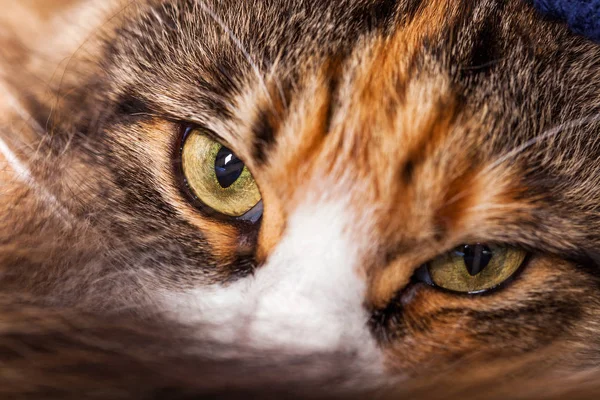 Maine Coon's beautiful eyes while looking at camera — Stock Photo, Image