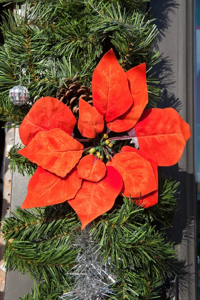 Beautiful Christmas star red flower — Stock Photo, Image