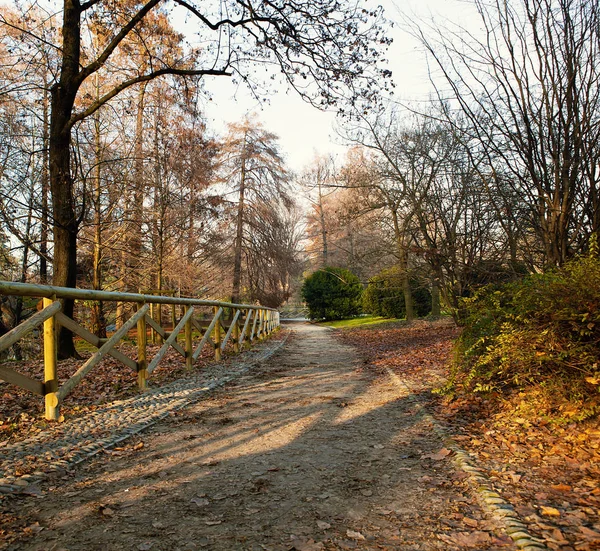 Schöner leerer Weg im Winterpark — Stockfoto