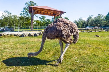 Güzel devekuşu portre safari Park