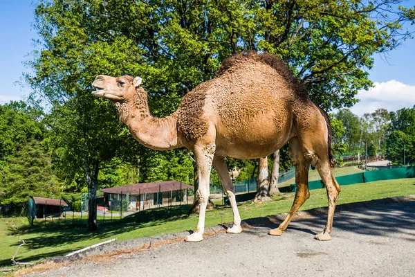 サファリパークで美しいヒトコブラクダの肖像画 — ストック写真