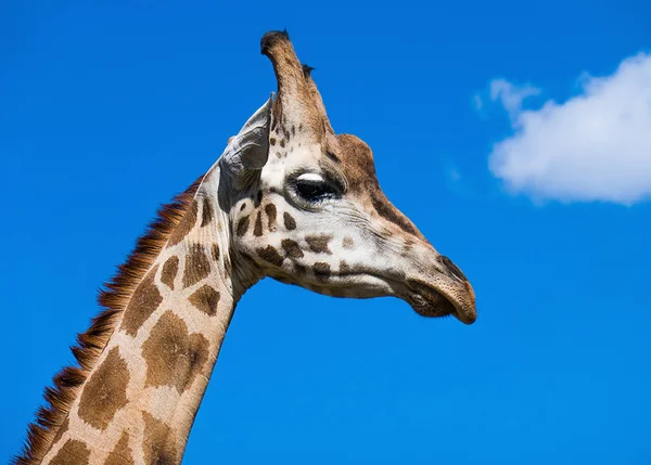 Giraffe Nahaufnahme Porträt mit blauem Himmel und Wolken — Stockfoto
