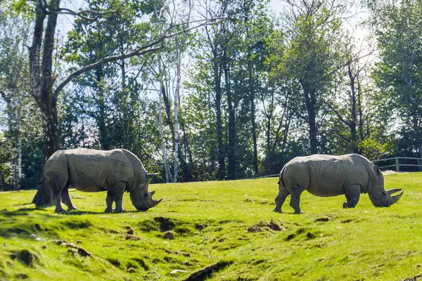 Два носорога портрет в природе, едят траву — стоковое фото