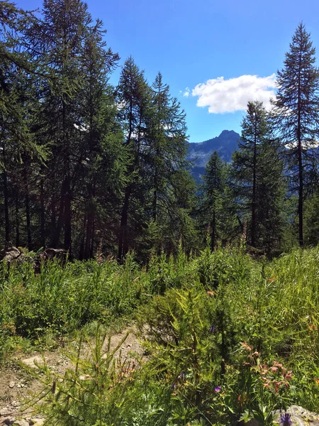 Hermosos pinos y flora de montaña en verano —  Fotos de Stock