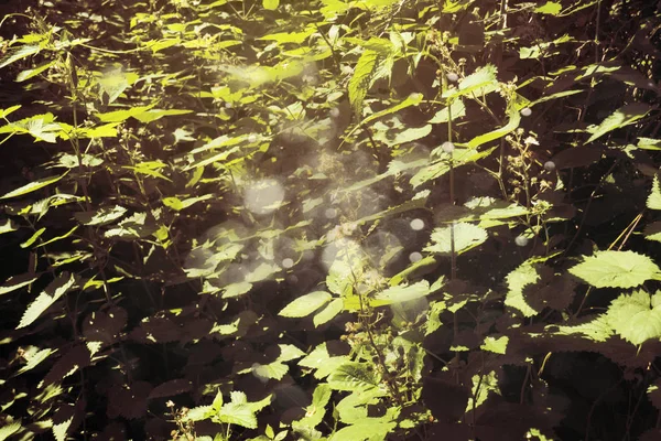 Gröna blad i sommar haze — Stockfoto