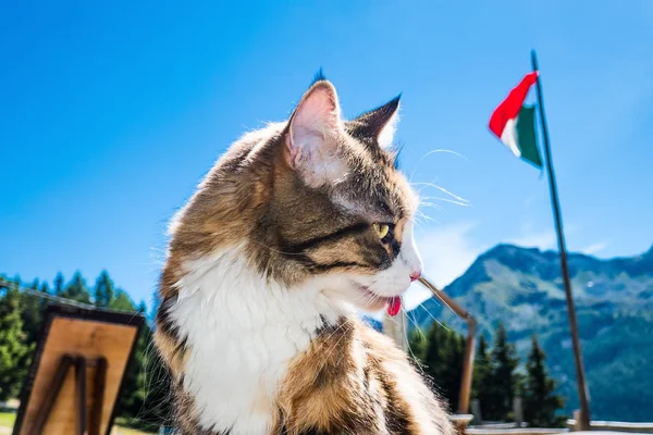 Retrato de Maine Coon en Aosta, Italia, durante el verano — Foto de Stock