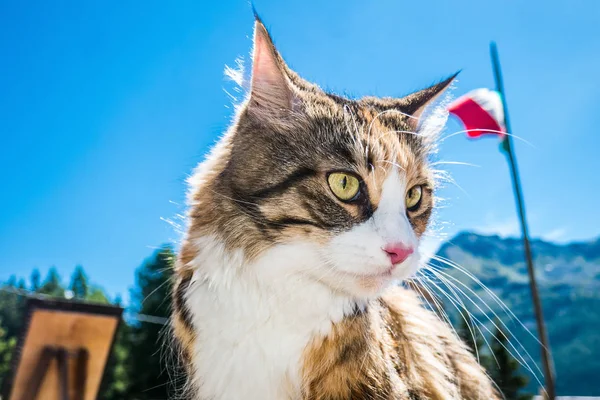 Piękny portret kota rasy Maine Coon w Aosta, Italy, latem — Zdjęcie stockowe