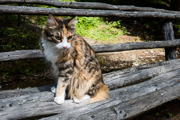 Piękne i urocze portret rasy Maine Coon, siedząc na ławce pnia drzewa — Zdjęcie stockowe