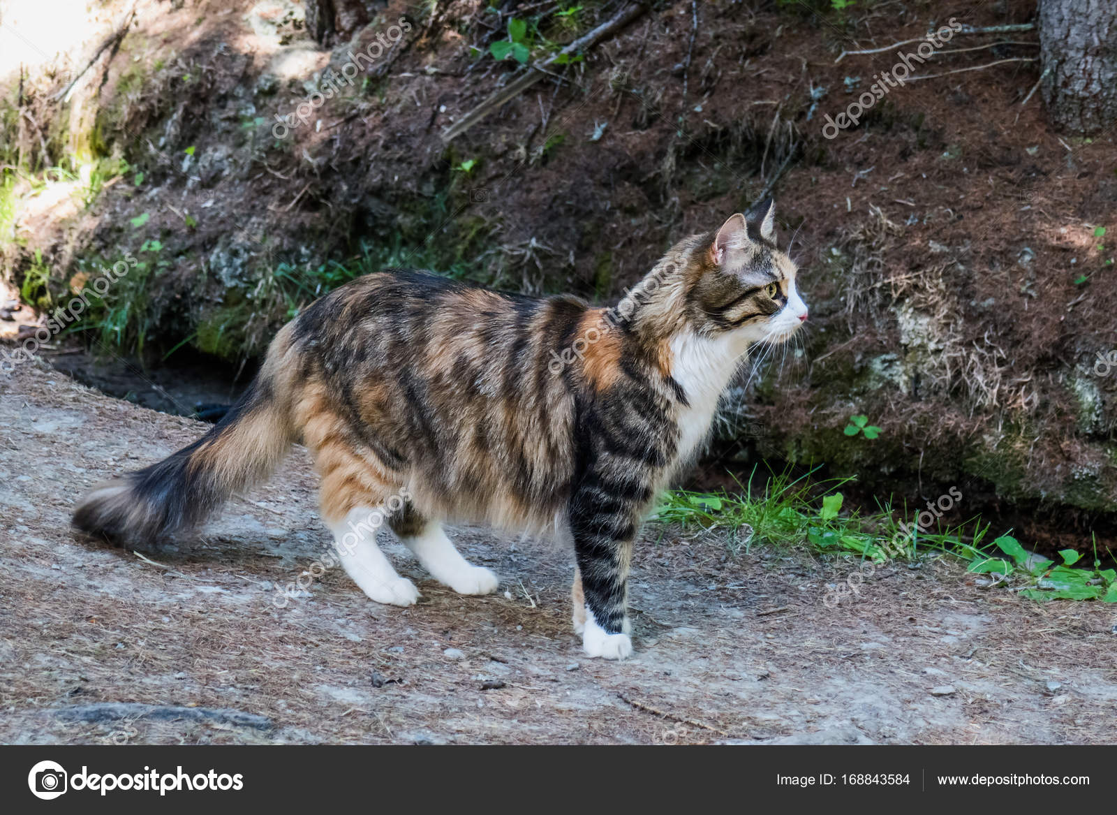 Beautiful Maine Coon Cat Portrait Walking In The Forest Stock Photo Image By C Patronestaff