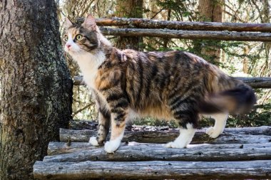 Muhteşem ve meraklı Maine Coon dikey duran ağaç gövdesi bankta