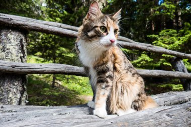 Ağaç gövdesi bankta oturan muhteşem Maine Coon portre