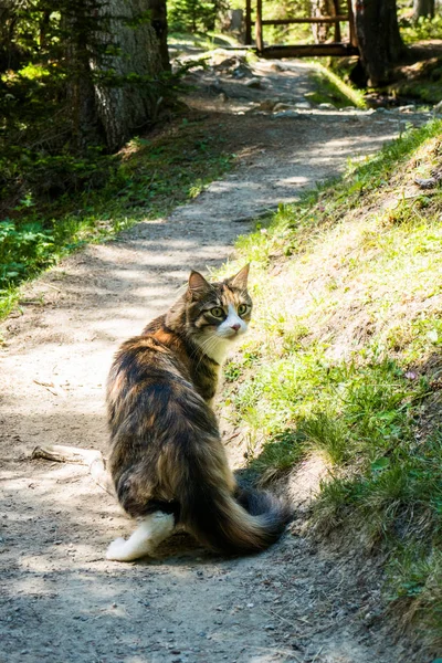 รูปแมวเมนคูนที่สวยงาม เดินในป่าและมองกลับ — ภาพถ่ายสต็อก
