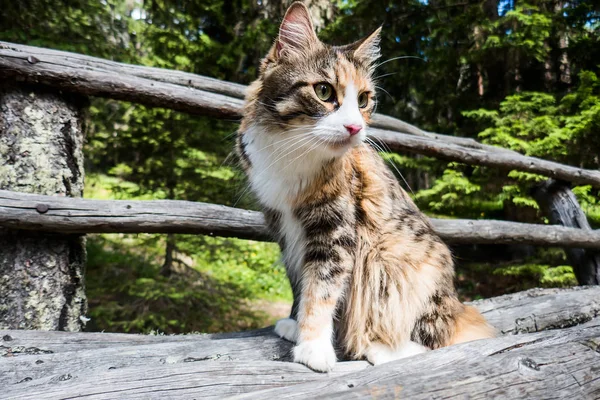 Ağaç gövdesi bankta oturan muhteşem Maine Coon portre