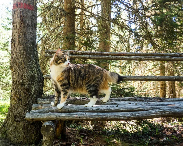 Magnífico retrato de Maine Coon de pie en el banco del árbol-tronco en el bosque de montaña — Foto de Stock