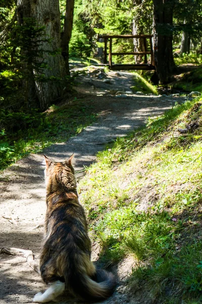 Maine Coon cat back portrait walking in the forest
