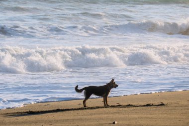Alman sheperd siluet sahil yakınındaki plajda