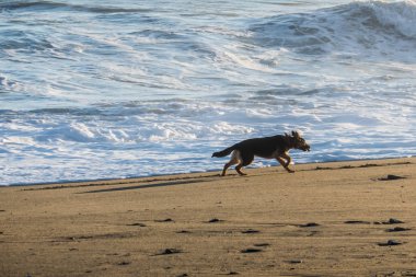 Sahil sahil yakınında ücretsiz çalışan Alman sheperd siluet
