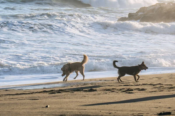 Retrato de perros jugando en la playa, cerca de la orilla del mar — Foto de Stock