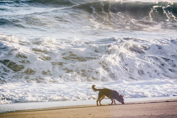 German sheperd silhouette digging and playing on the beach near seashore — Stock Photo, Image