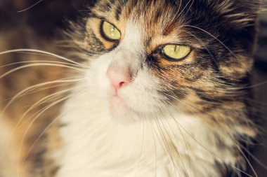 Güzel ve rahat Maine Coon Kedi closeup portre