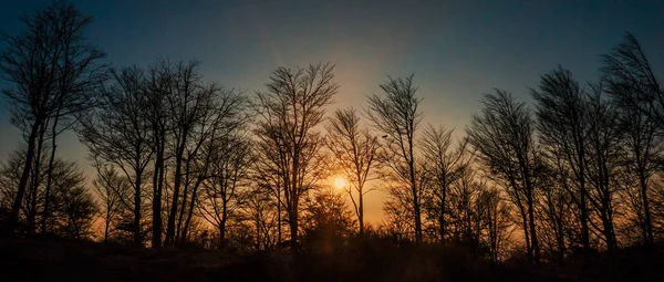 Beautiful sunset and autumnal treescape — Stock Photo, Image