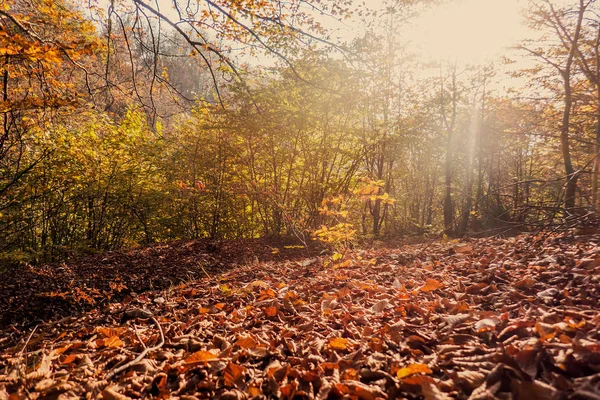 Folhas de outono caídas e floresta outonal — Fotografia de Stock