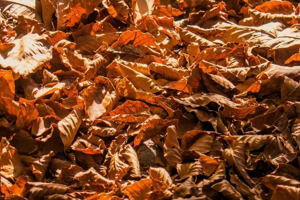 Desen ormanda düşen sonbahar yaprakları