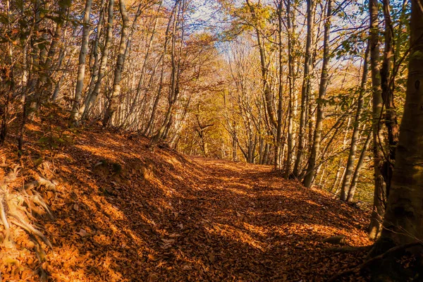 Caminho na bela floresta outonal — Fotografia de Stock