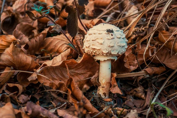 Beyaz mantar ve ormana düşen sonbahar yaprakları