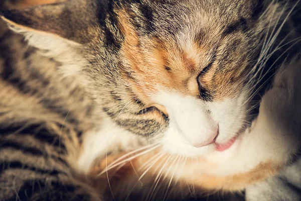 眠っている美しいメインあらいくま猫のポートレート、クローズ アップ — ストック写真