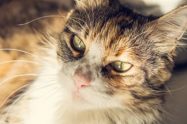 Прекрасный и расслабленный портрет кошки мейн кун, лежащий на кровати — стоковое фото