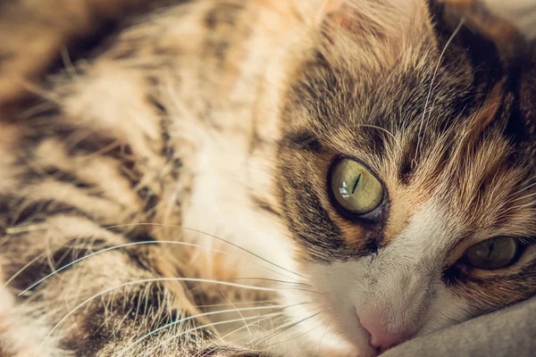 Lovely Maine Coon cat closeup portrait lying and looking at camera — Stock Photo, Image