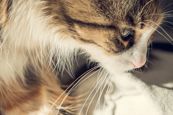 Güzel Maine Coon Kedi closeup yatağa oturma portre — Stok fotoğraf