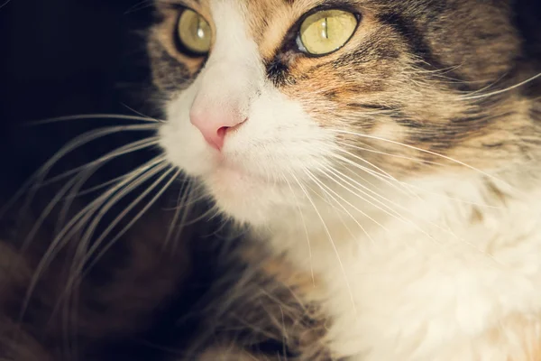 Прекрасный портрет кошки мейн кун крупный план — стоковое фото