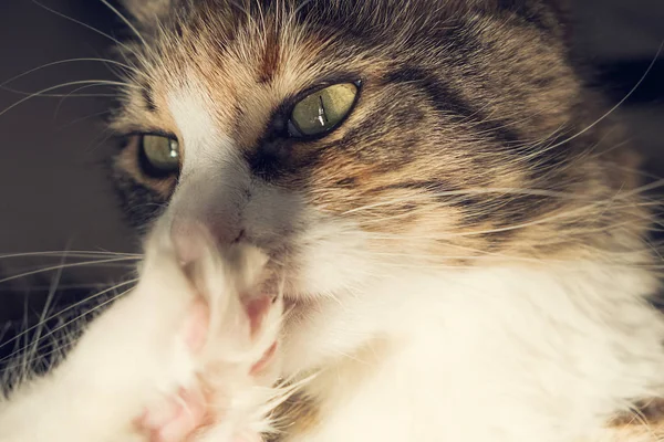 Güzel Maine Coon kedi portre kendini temizleme — Stok fotoğraf