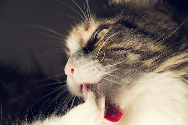 Lovely Maine Coon cat portrait grooming itself — Stock Photo, Image