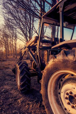 Sonbahar kırsal, çıplak ağaçlar, altın saat Vinçli traktör