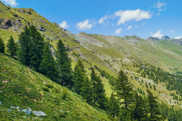 Vacker pinjeskog och bergen i sommar — Stockfoto