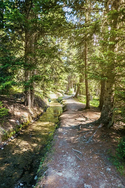 Beautiful promenade in the woods, North Italy mountains — Stock Photo, Image