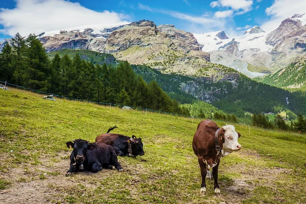 Ganado de montaña descansando en el pasto, norte de Italia — Foto de Stock