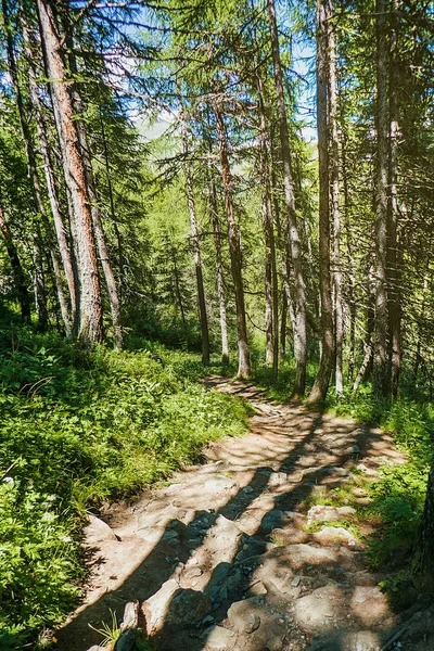 Path in the woods in Summer afternoon — Stock Photo, Image