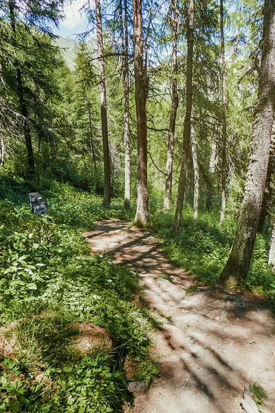 Promenade in the woods in the mountains — Stock Photo, Image