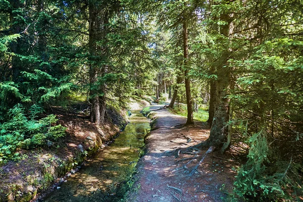 Promenade in the woods, North Italy mountains — Stock Photo, Image