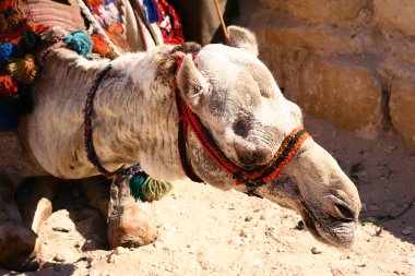 Dromedary portre Giza Piramidi yakınındaki güneş ışığı altında istirahat