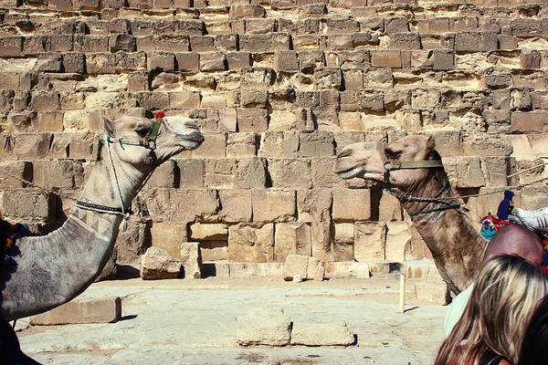 Retrato de dromedarios cerca de una de las pirámides de Giza — Foto de Stock