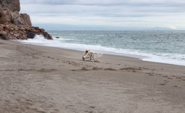Borzoi dogs portrait playing on the beach