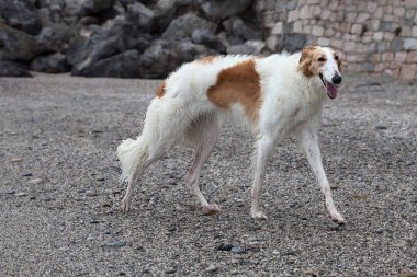 White and brown Borzoi portrait on stone beach